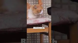 РЫЖИЕ КОТЫ ВСЕГДА ТАКИЕ @zevs6886