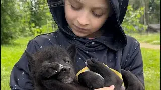 Волчата самого популярного волка Акелы 😍‼️