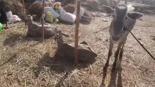 Hallikar ox pairs & calves & water facility to Farmer's in Siddaganga Dhanagala Jhatre, Tumkur