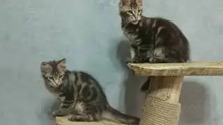 Maine coon kittens, Wrangler and Welly Baby