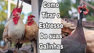 como tirar o estresse das galinhas / como fazer galinha perder o estresse