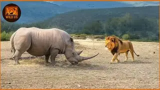 Shocking Ending for the Lion After Facing the Wrong Opponent | Animal Fighting
