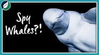 Is Russia Using Beluga Whales As Spies?