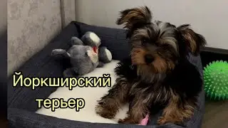 Йоркширский терьер. Играет в своей лежанке.