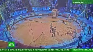 НТВ: Запашные рассказали о схватке тигра и льва в московском цирке