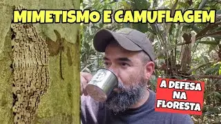 CAMUFLAGEM E MIMETISMO