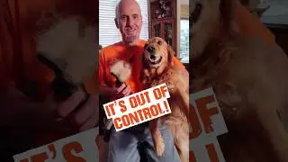 Too Much Dog Hair? Vacuum Your Dog w/This