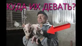 Вечерняя управка   и обзор моего хозяйства.