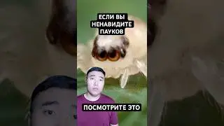 Почему Пауки Милее, Чем Вы Думаете
