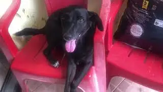 Muito calor pros animais
