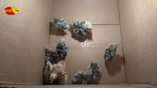 Hatching chickens in winter in an incubator