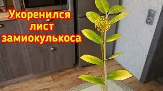 ЗАМИОКУЛЬКАС🌿Размножение листом