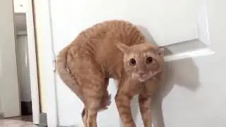 Best jokes about cats