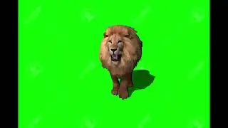 Green Screen Lion😾 | Lion On The Green Screen |No Copyright | Lion😾Green Screen Video