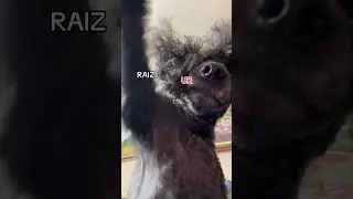 Raise ur hant😍 #dog #funny #cute #pets #dogs #animals #poodle #goldenretriever #animal #fyp