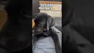 Тяжелые будни 😥 #собака #собаки #щенки #животные #юмор #puppy #animals #dog #dogs #labrador #humor