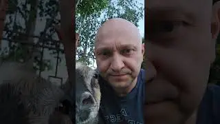Коза Наталья заболела,  получила травму. Возможно козёл ударил 😆#ветеринародеса #ветеринар