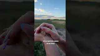 Как его можно было там отставить? #история #животные #собаки #котята #немецкаяовчарка