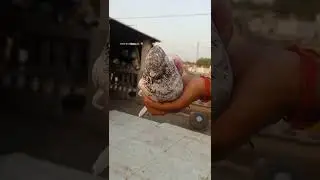 kabutar pakdliya 😂😂