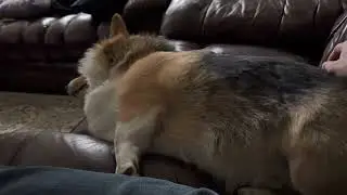 Ranger Loves His Scratchies