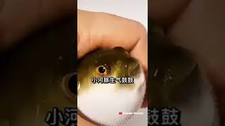 Fuffer fish 