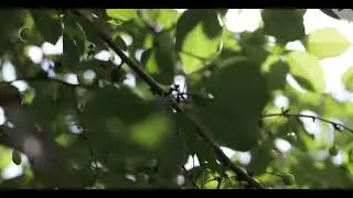 Background Blurred Video Bokeh best 18