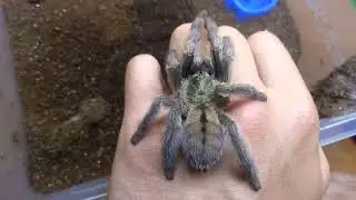 Psalmopoeus cambridgei - описание