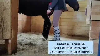 Шапп с лошадью начало обучения
