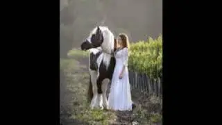 Toadstool Farm's Horses-Friesians, Gypsy Cobs, Fells