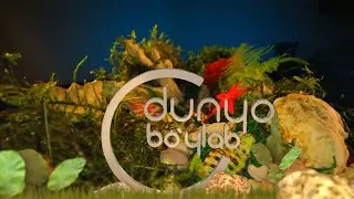 Tv channel  «DUNYO BO'YLAB»