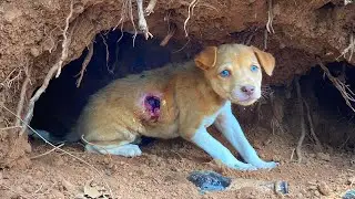 Puppies Rescued From Cave With Maggots, No Food and Water 😒