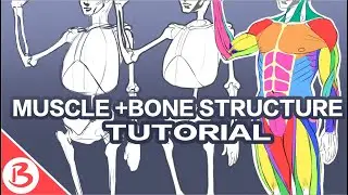 MUSCLE AND BONE STRUCTURE TO IMPROVE YOUR FlGURE DRAWlNG
