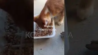 #гномы #боже #тренд #существа #рыцари #юмор #мем #memes #кот