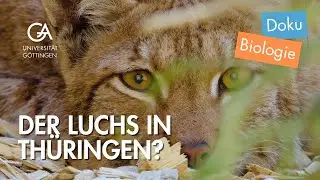 Scheu und wild: der Luchs – nun auch in Thüringen | Forschung Uni Göttingen