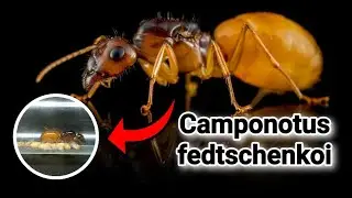 ОБЗОР МУРАВЬЁВ Camponotus fedtschenkoi