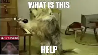 breakcore meme