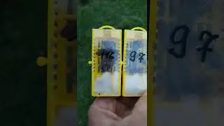 Предпоследние плодные матки F1 от репродуктора Кельда Бранструпа в 24 году!!!