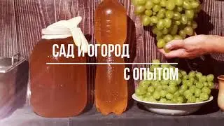 ДОМАШНЕЕ ВИНО ИЗ ВИНОГРАДА для новичков