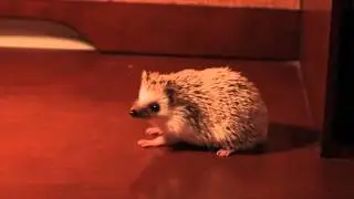 World's Cutest Hedgehog? :)