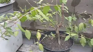 Melihat Bonsai Dan Berbagai Macam Bonsai Unik Disini | Pohon Bonsai
