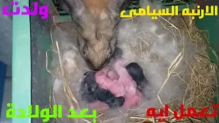 الارنبه ولدت السيامى وايه الادويه اللي بعد الولادة ونظام الشغل معاها
