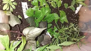 Готовлюсь к перасадке/обрезаю стаканы/начинается подготовка к весне🌷⚘💐