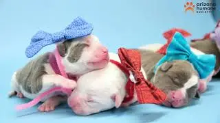The First Puppies of 2024 - Cookie and her Sprinkles!