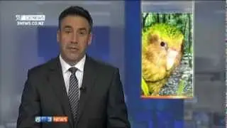 Last kakapo flies to Little Barrier Island - 3 News 04/05/2012