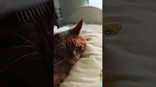 расчесал кота. даже кота нужно расчесать😂#кот