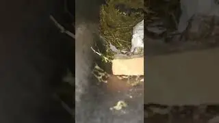 Птенцы в трубе.