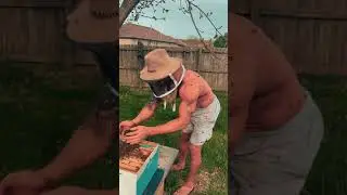Catching a bee swarm with BARE HANDS- part 3