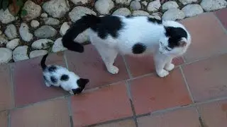 Животные и их малыши. Мамы и Детеныши Видео Для детей