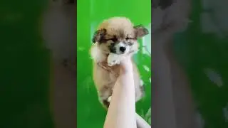 Мальчик вельш корги пемброк флаффи.