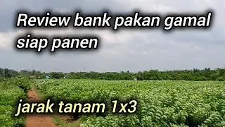 Review daun gamal siap panen, untuk pakan ternak kambing sistem breeding (goat feed)
